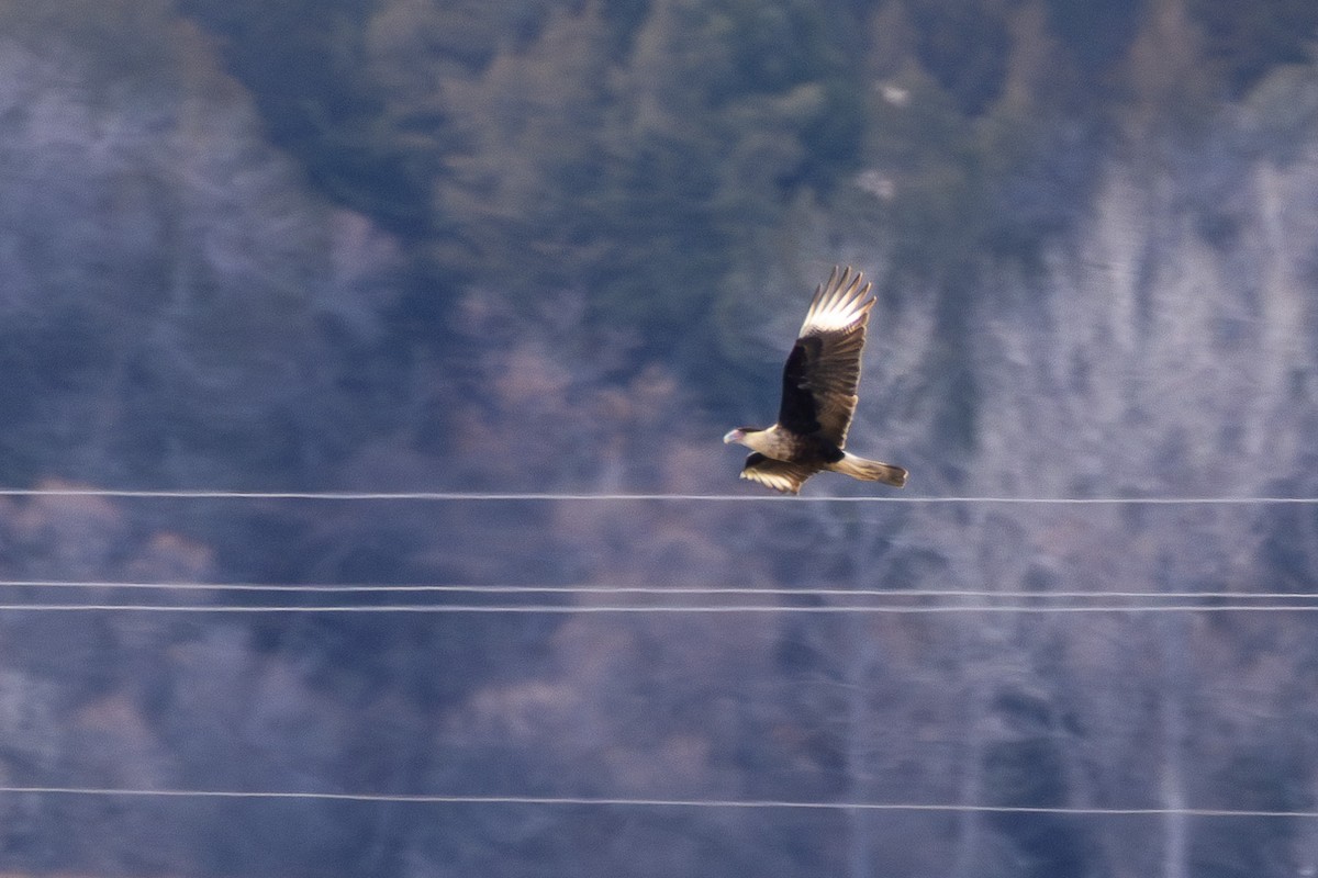 Crested Caracara - ML646522787