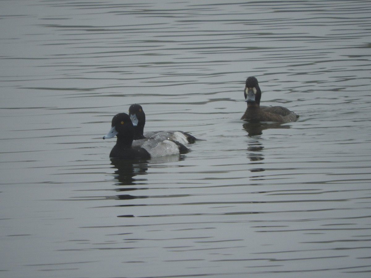 コスズガモ - ML646522789