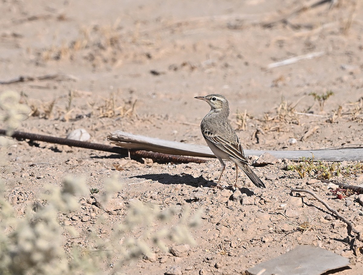 Полевой конёк - ML646522790