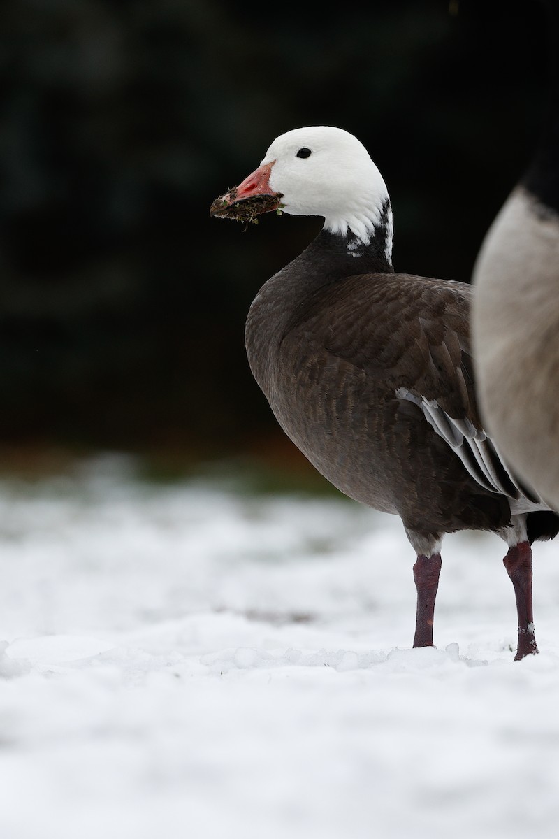 Snow Goose - ML646522791