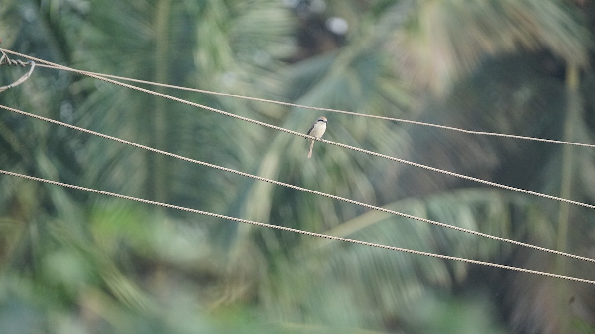 Pie-grièche brune - ML646522793