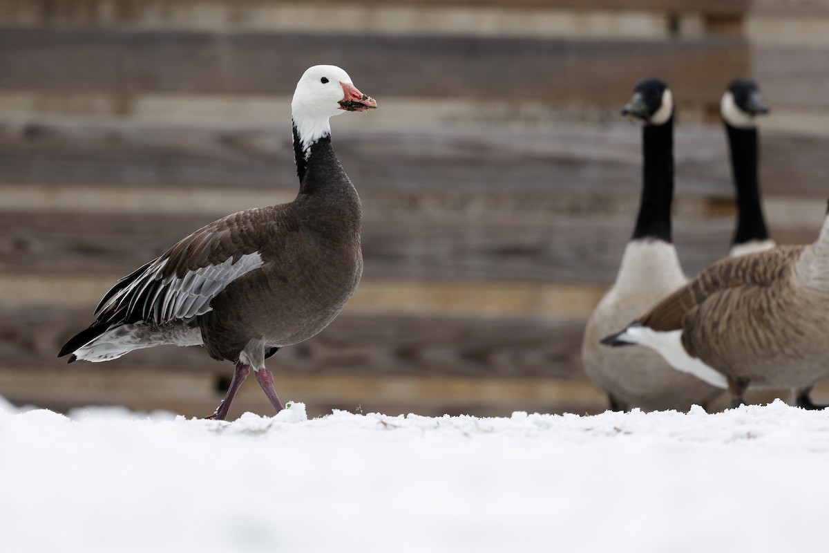 Snow Goose - ML646522794