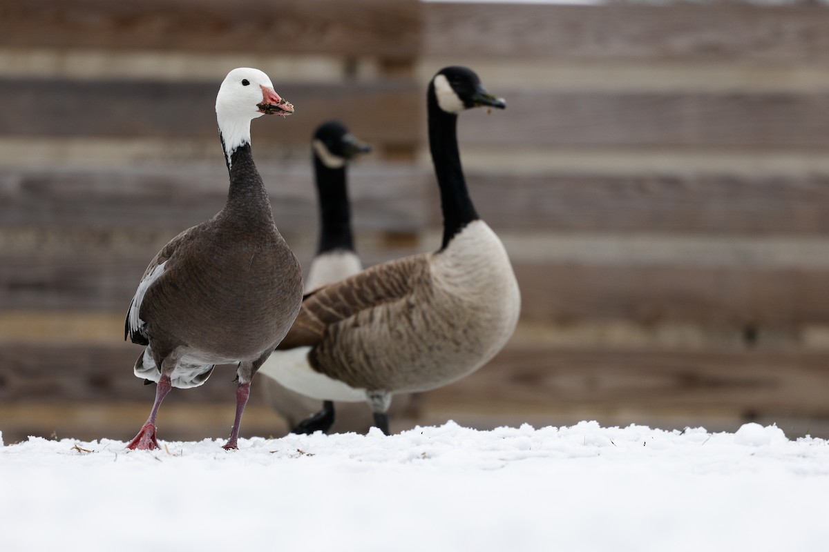Snow Goose - ML646522795