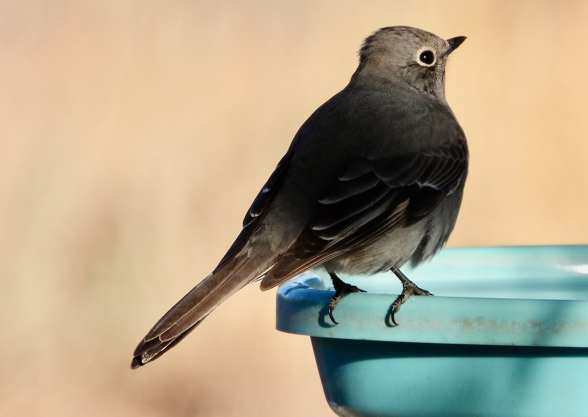 Townsend's Solitaire - ML646522797