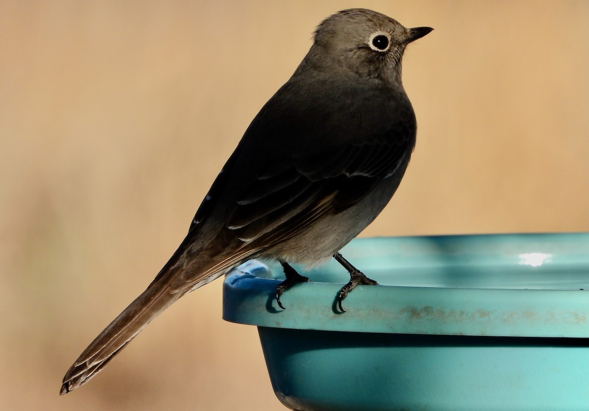 Townsend's Solitaire - ML646522798