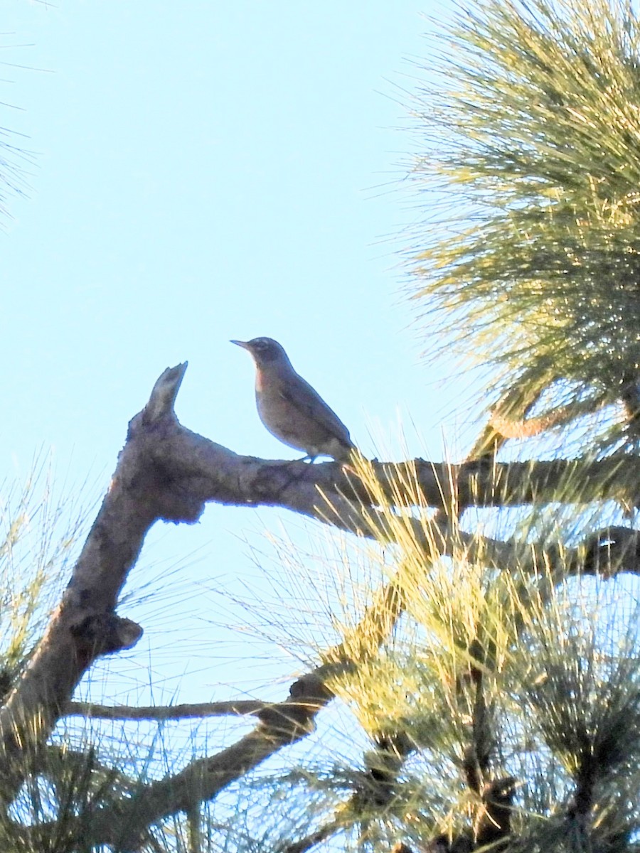 American Robin - ML646522803