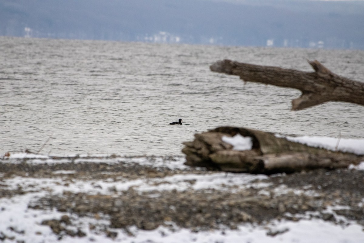 קטיפנית משברים - ML646522804