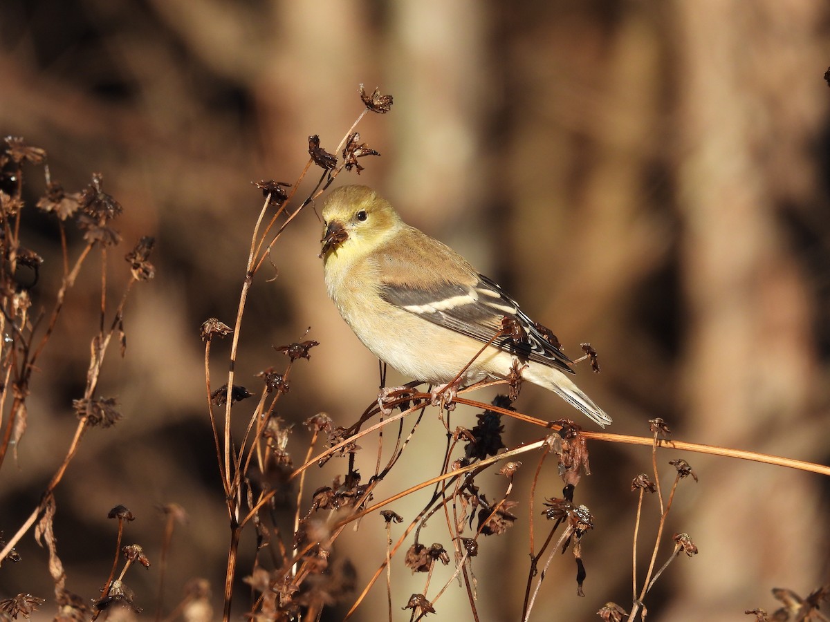 American Goldfinch - ML646522805