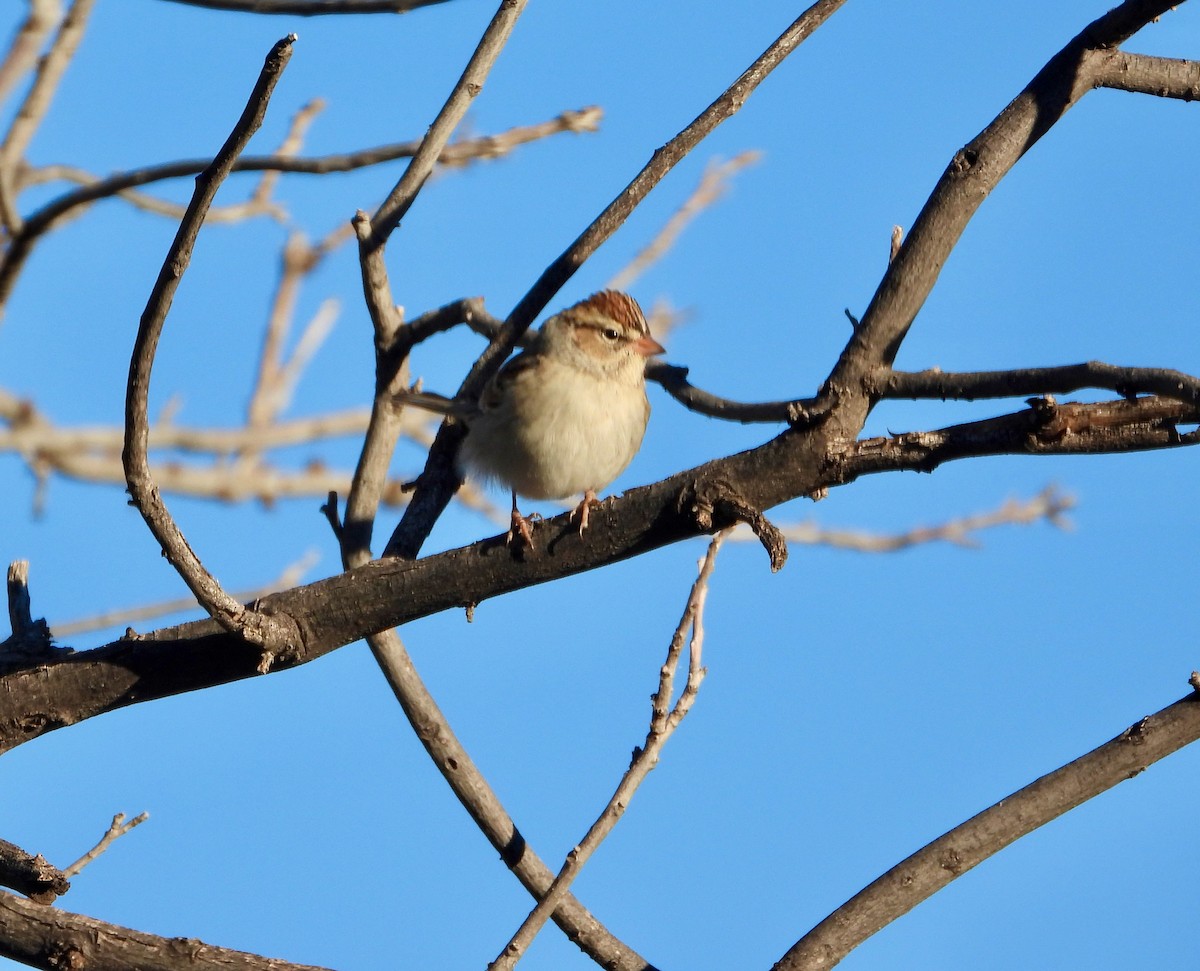Lincoln's Sparrow - ML646522806
