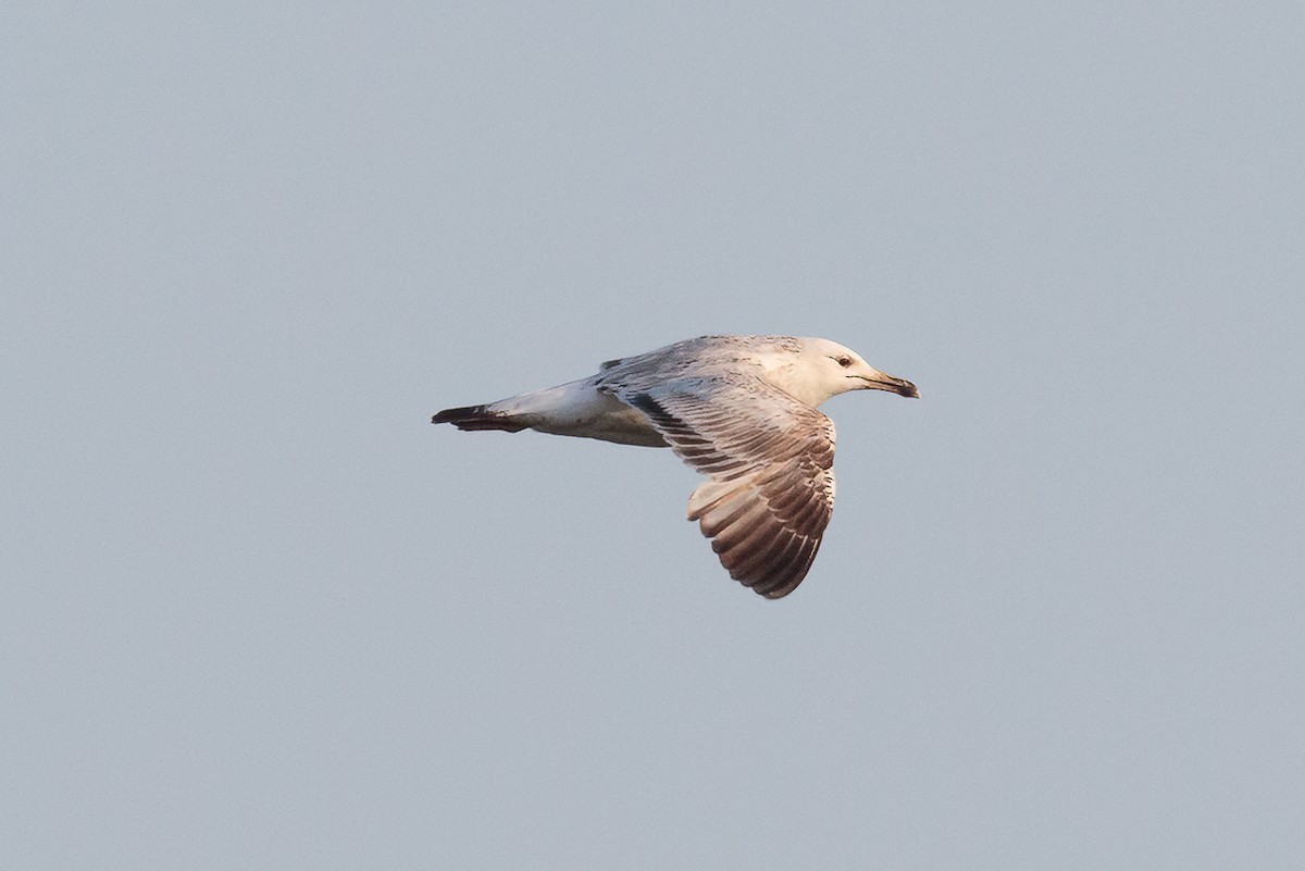 Caspian Gull - ML646522810