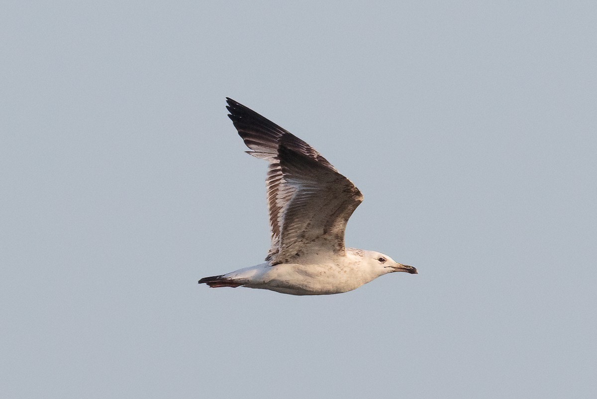 Caspian Gull - ML646522811