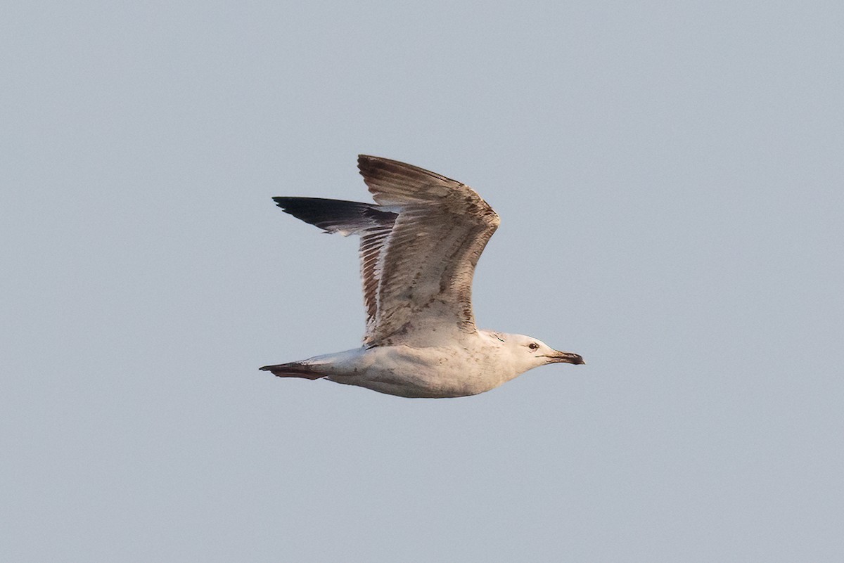 Caspian Gull - ML646522812
