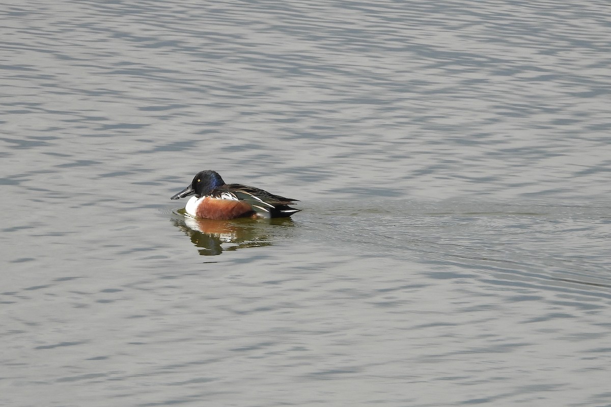 Northern Shoveler - ML646522814