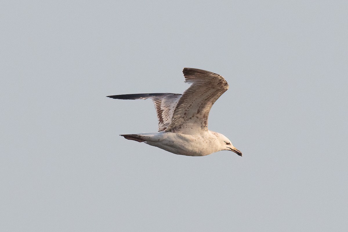 Caspian Gull - ML646522815