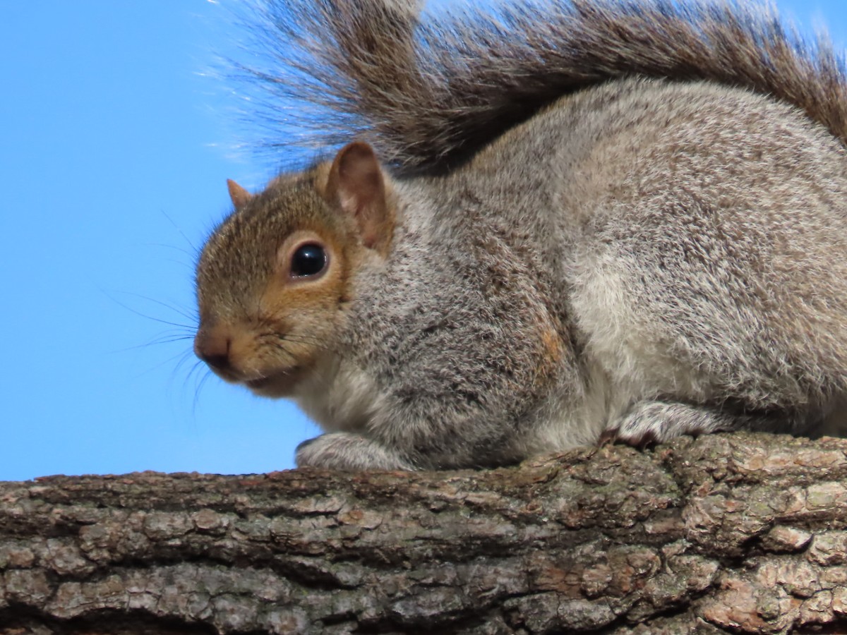 Eastern Gray Squirrel - ML646522821