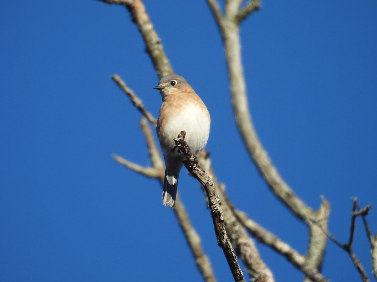 Eastern Bluebird - ML646522825