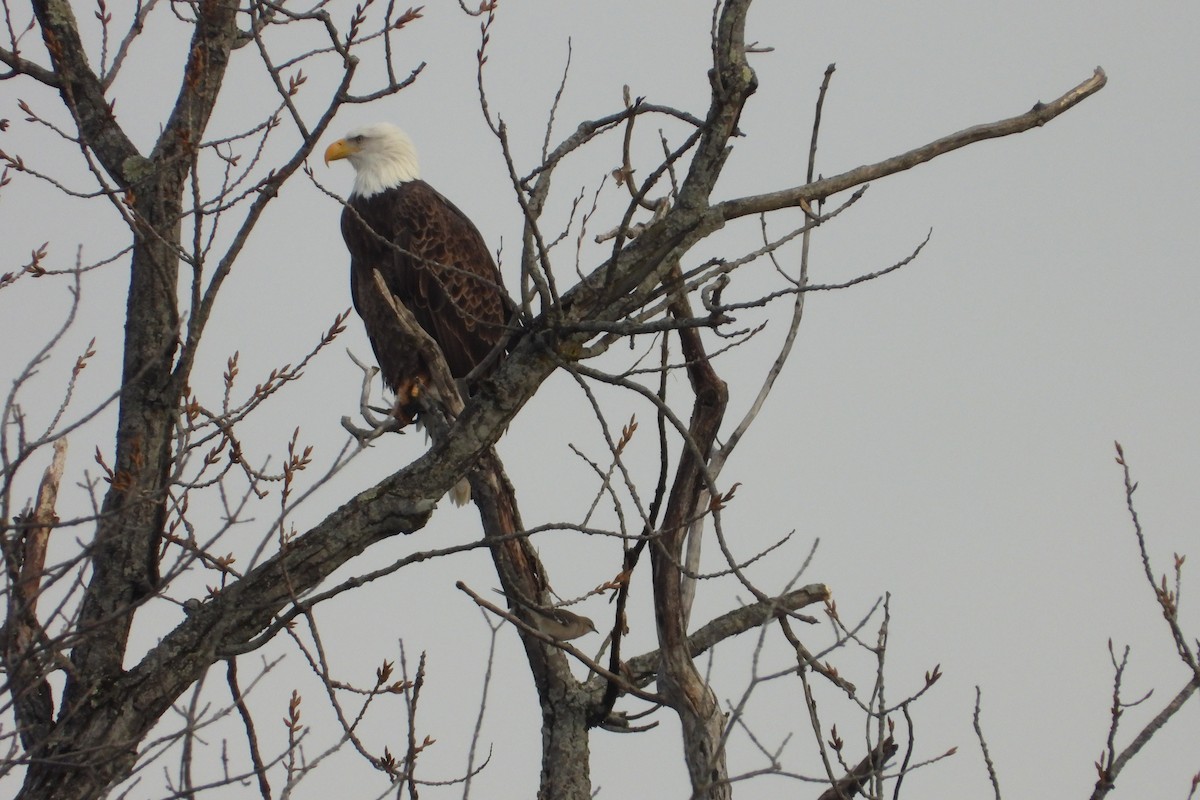 Bald Eagle - ML646522828