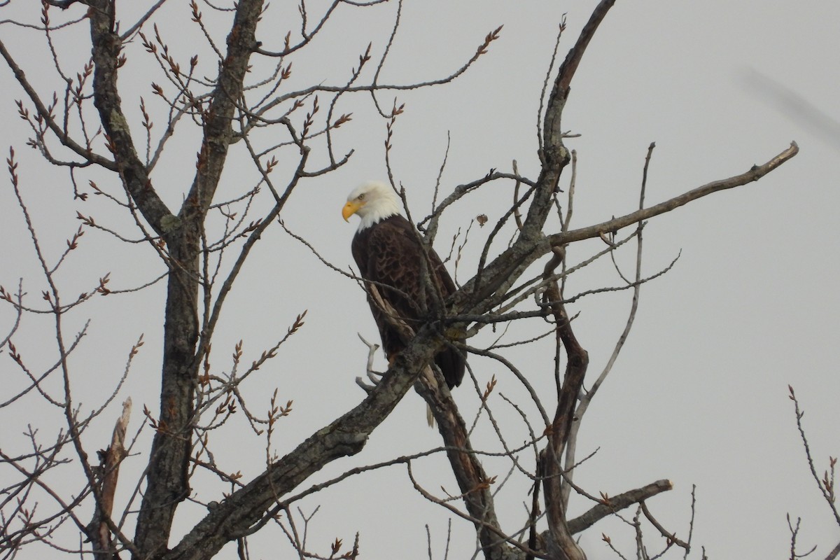Bald Eagle - ML646522829