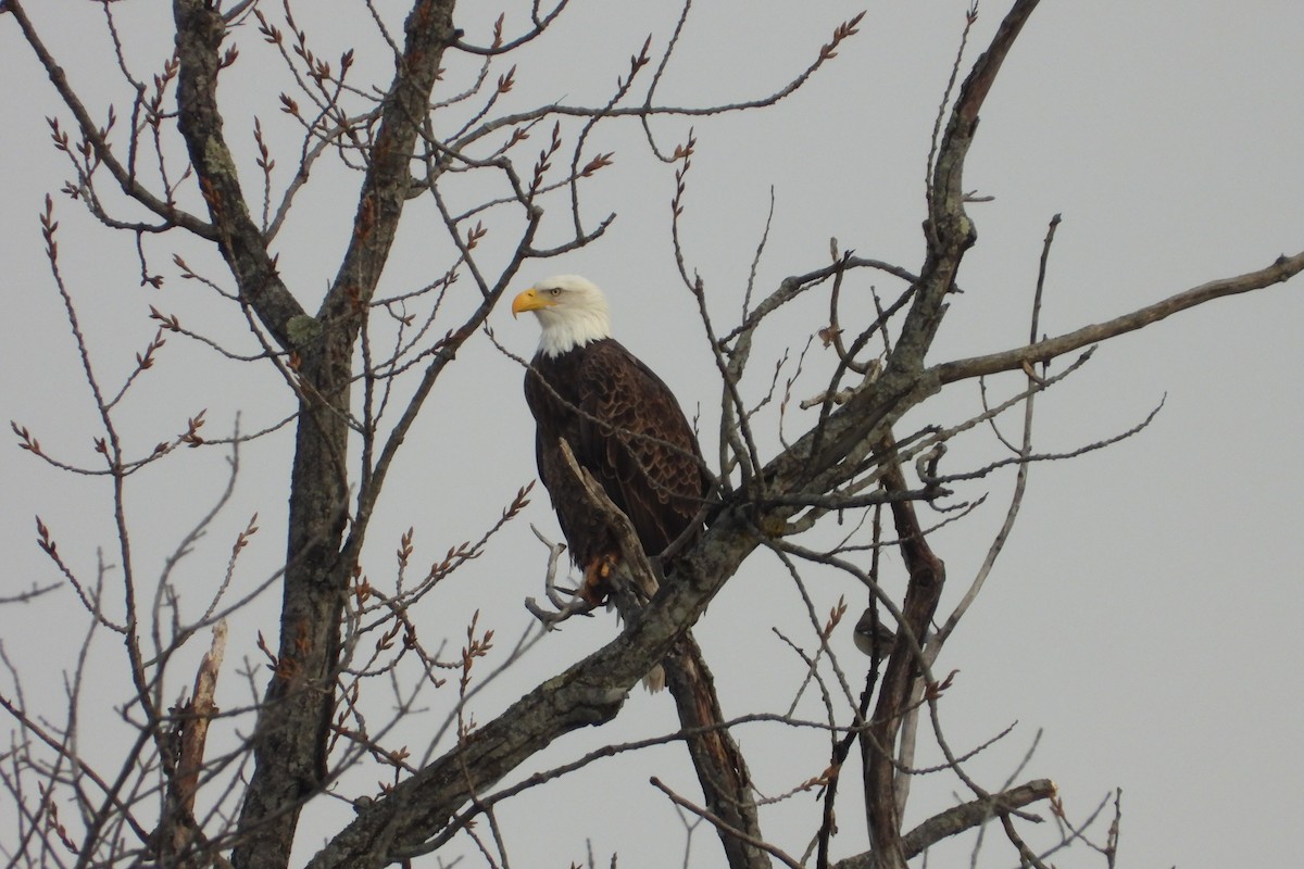 Bald Eagle - ML646522830