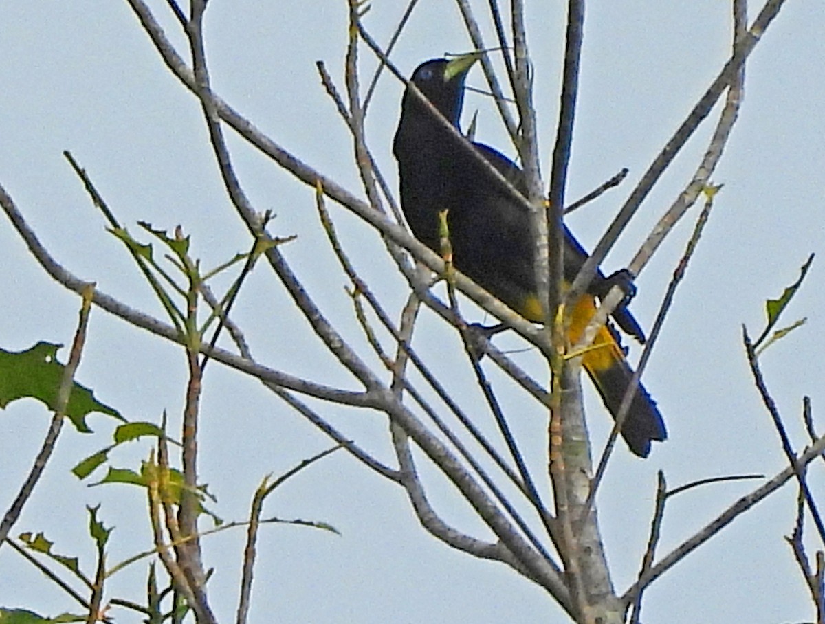 Gelbbürzelkassike - ML646522831