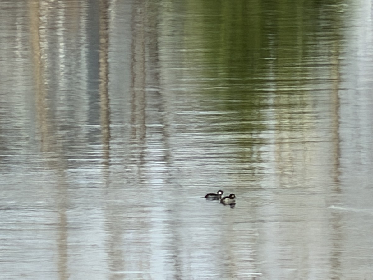 Bufflehead - ML646522833
