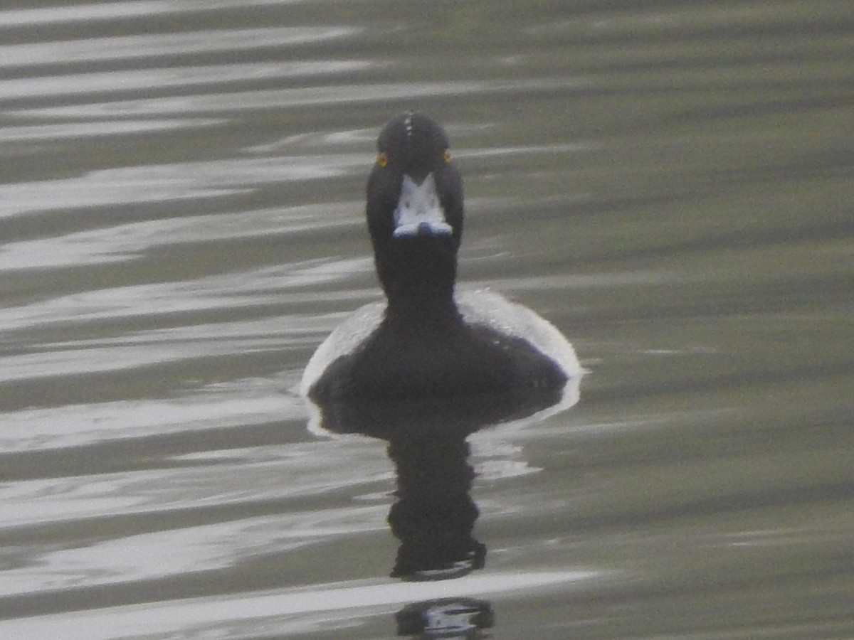 コスズガモ - ML646522834