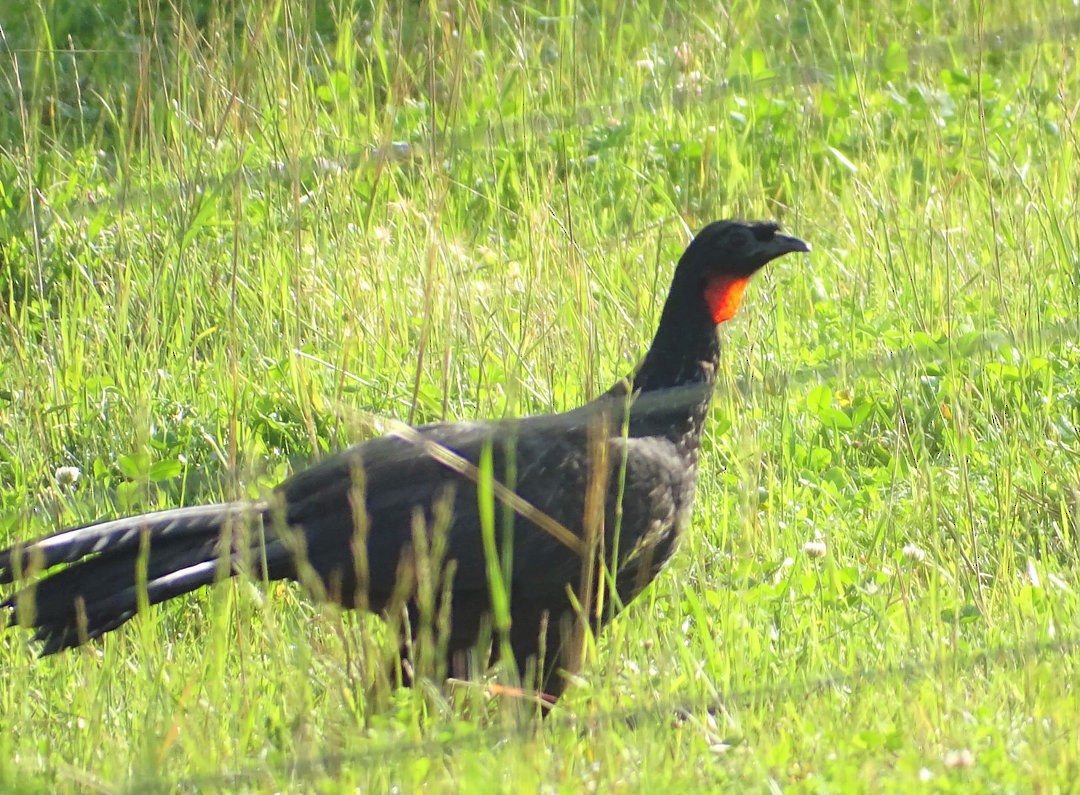 Pava Oscura - ML646522835