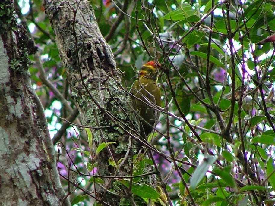 datel žlutobrvý - ML646522837