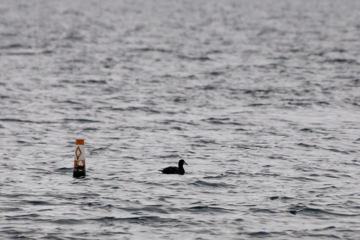 Surf Scoter - ML646522842