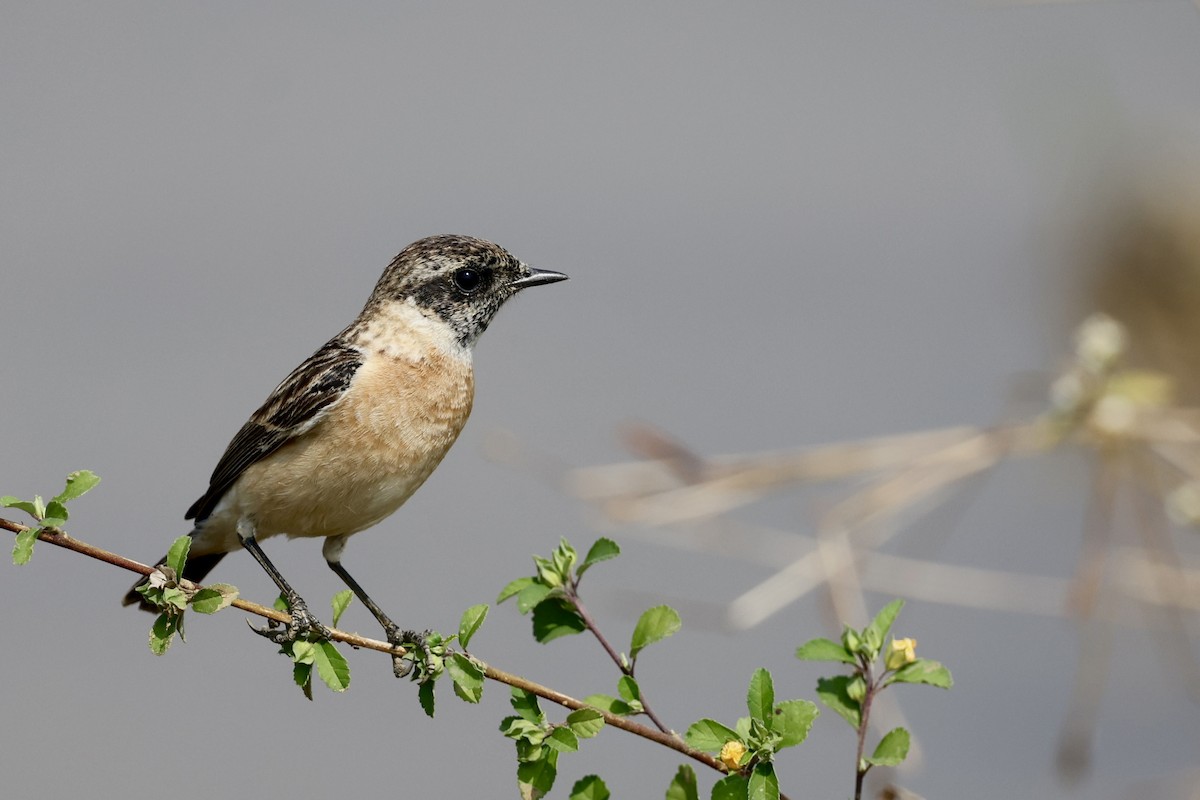 Siberian Stonechat - ML646522844