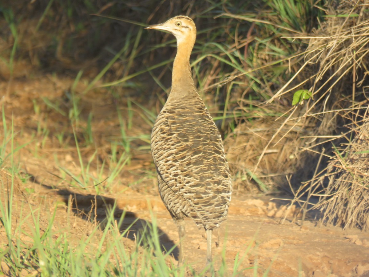 Red-winged Tinamou - ML646522846