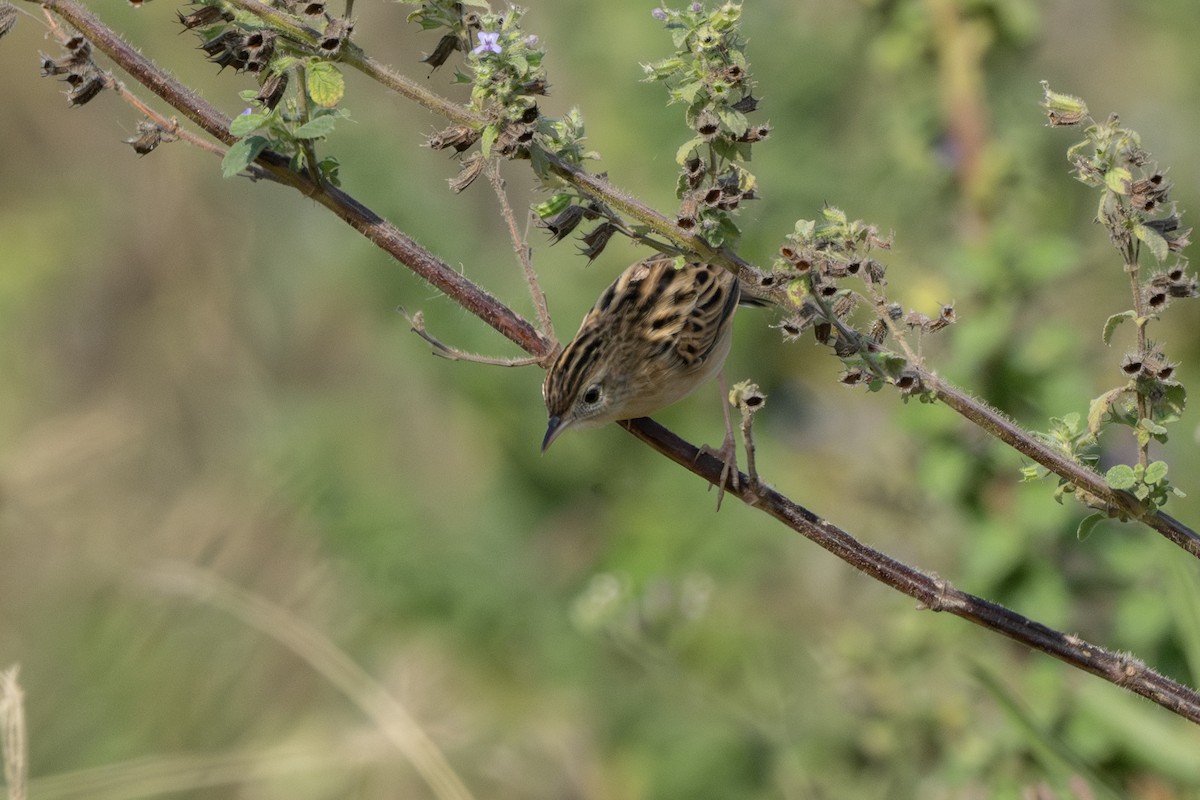 棕扇尾鶯 - ML646522847