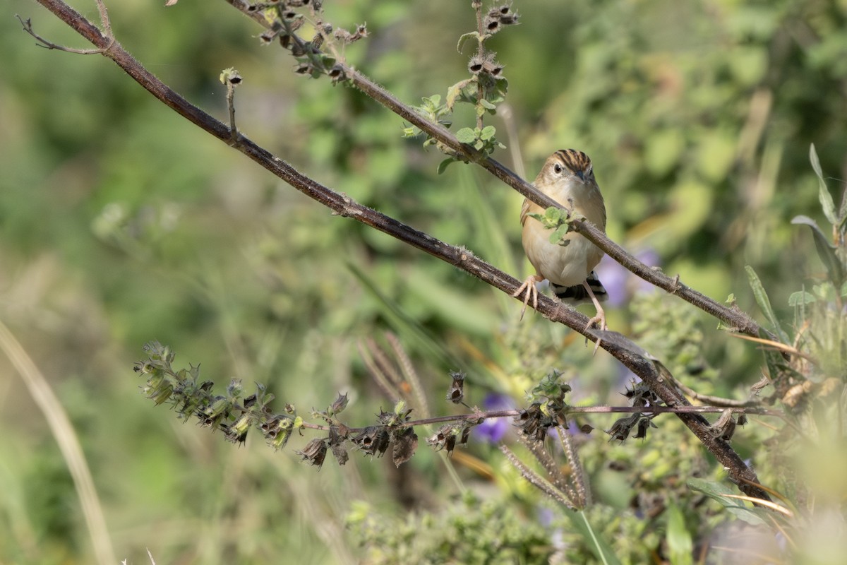 棕扇尾鶯 - ML646522848