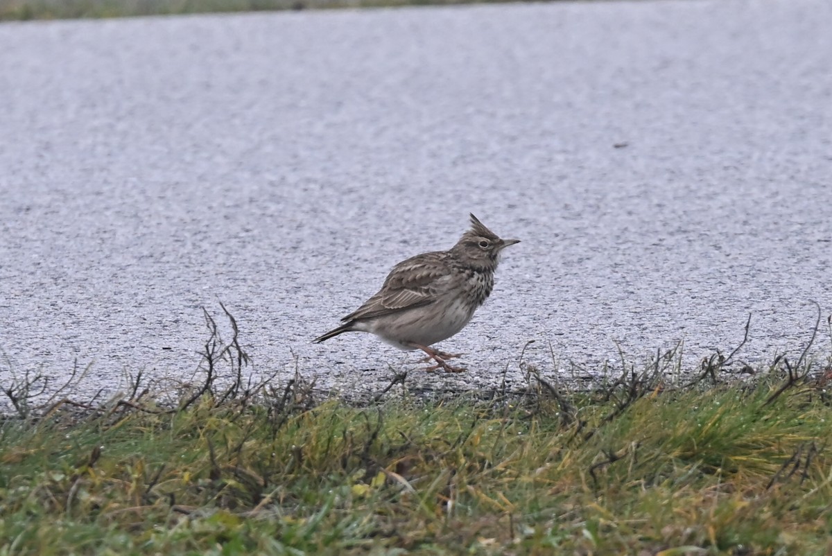 Crested Lark - ML646522852