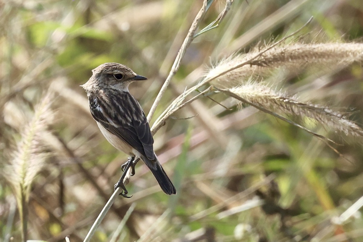 Siberian Stonechat - ML646522853