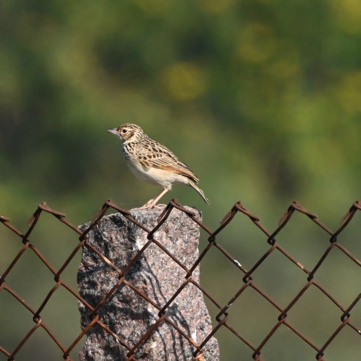 Jerdon's Bushlark - ML646522854