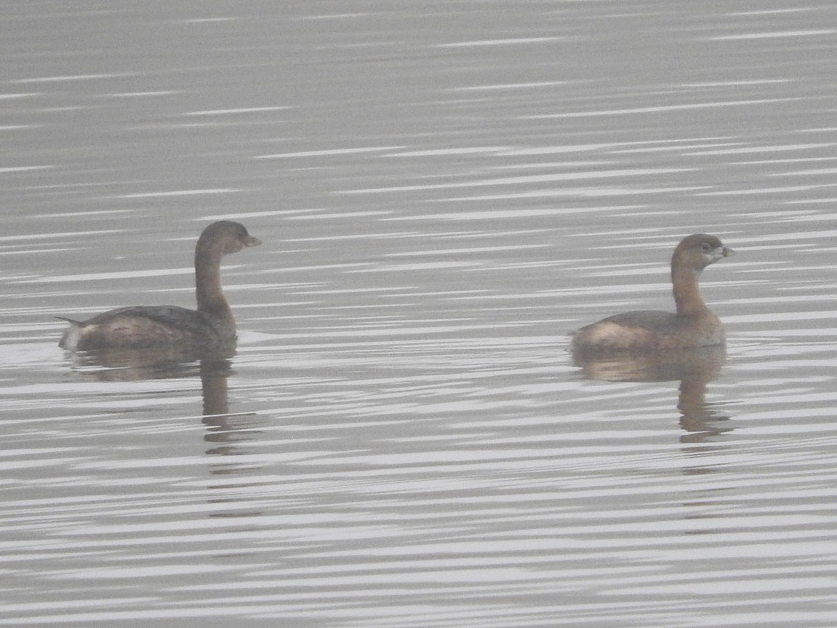 Pied-billed Grebe - ML646522857