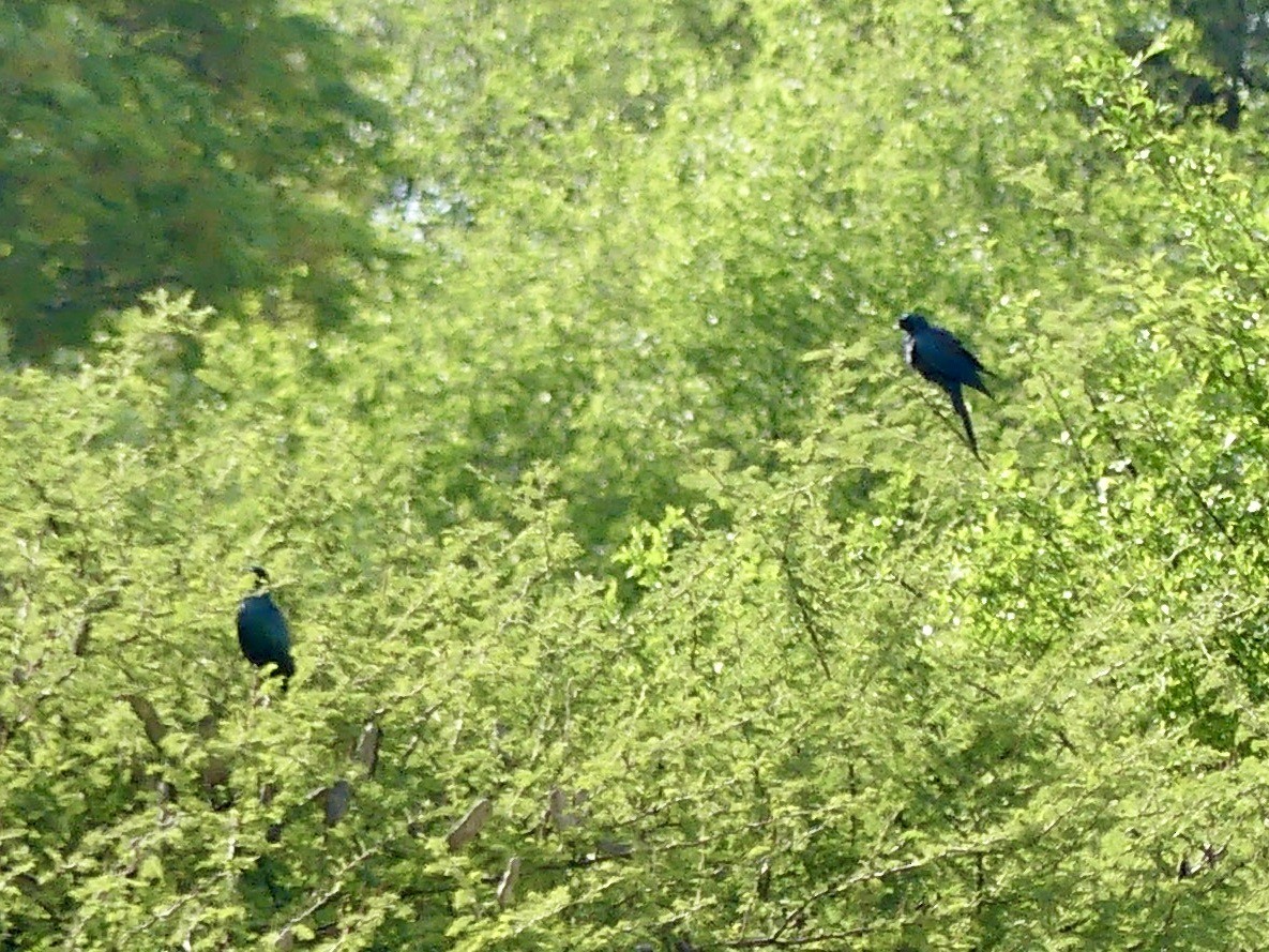 Meves's Starling - ML646522868