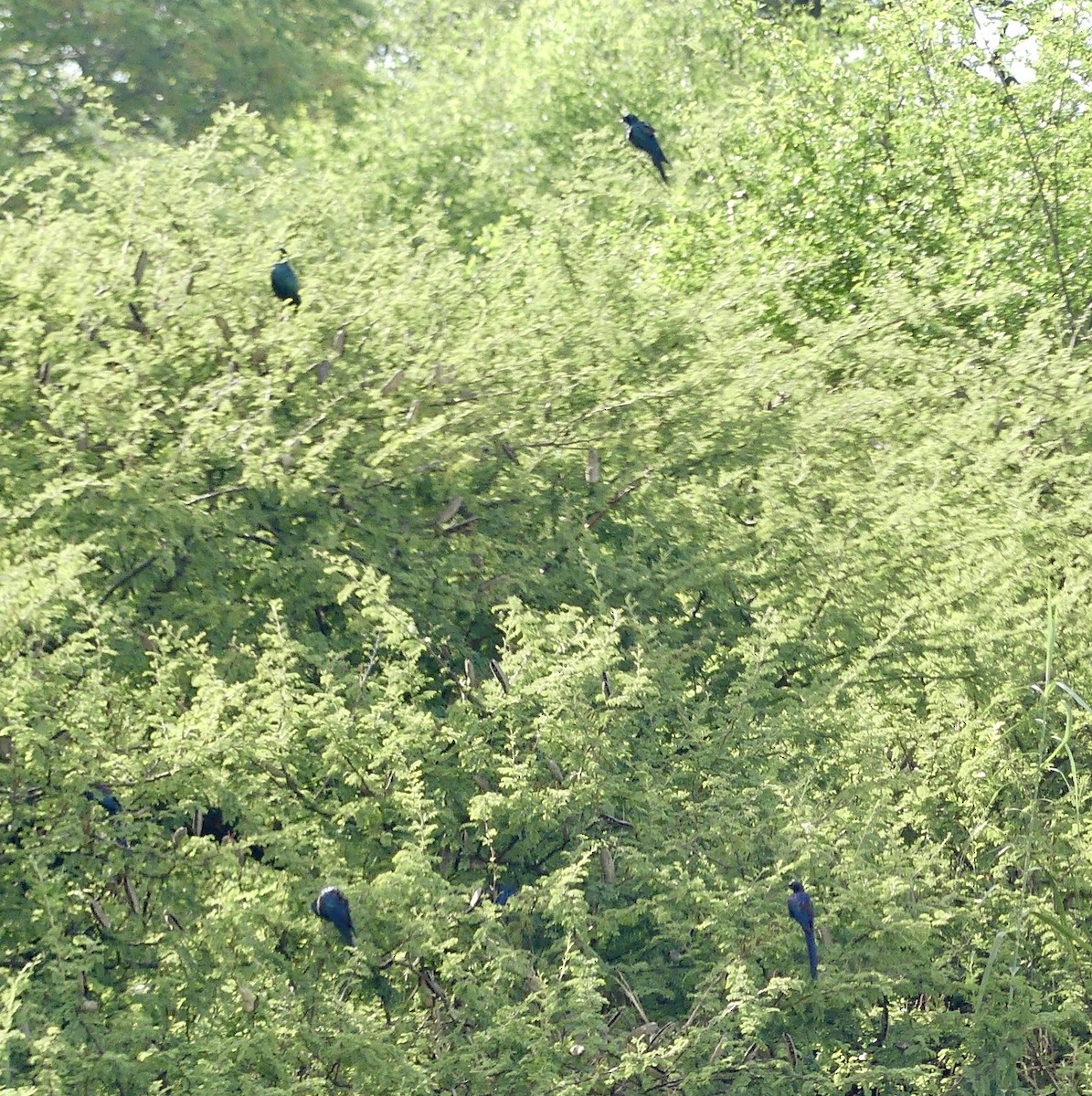 Meves's Starling - ML646522869