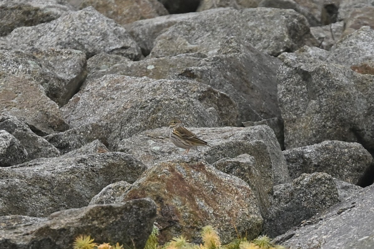 草地鷚 - ML646522870