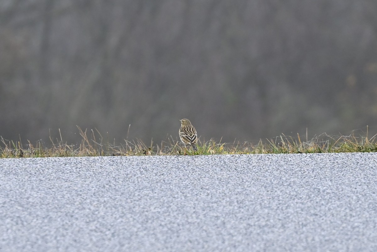 草地鷚 - ML646522871