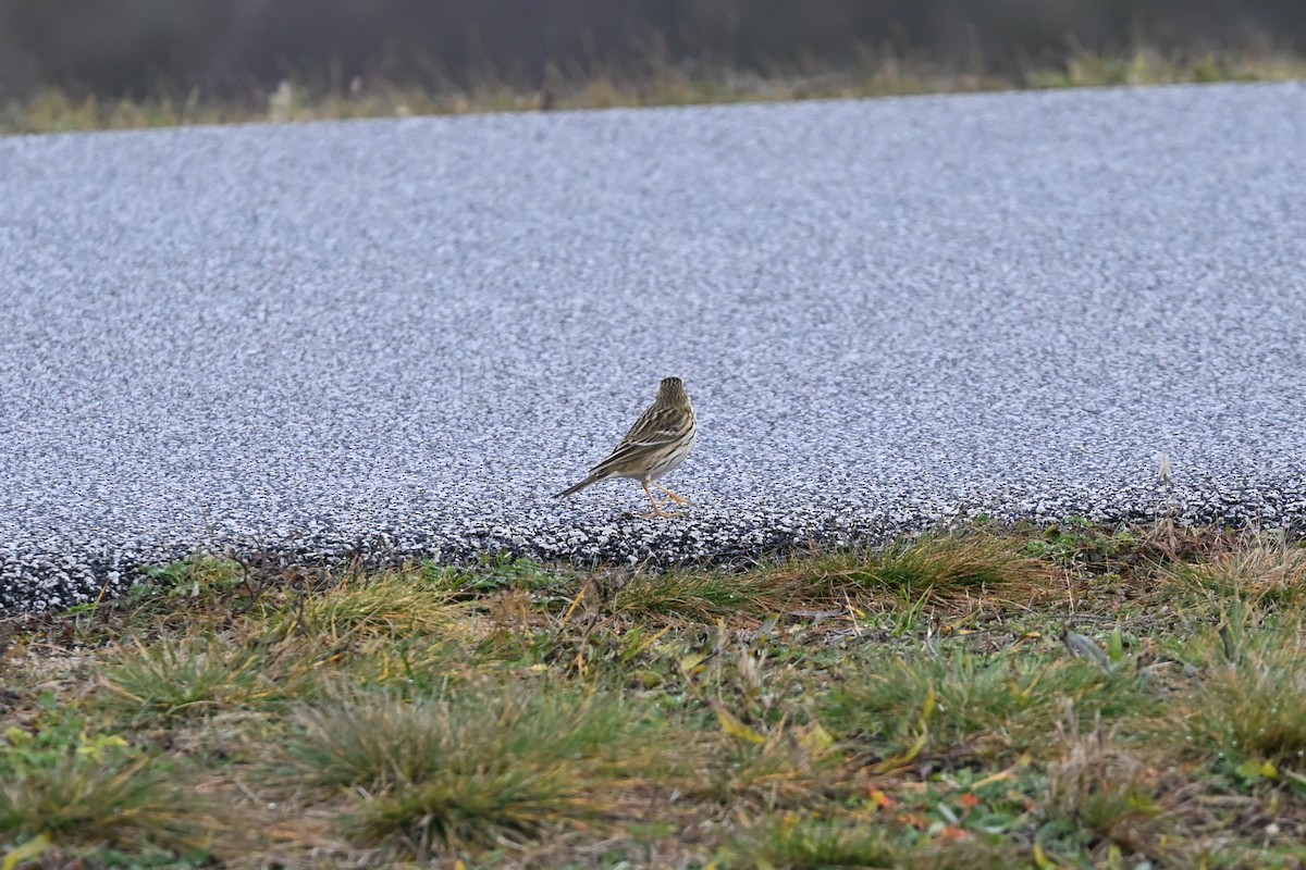 草地鷚 - ML646522872