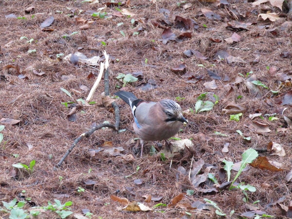 松鴉 - ML646522873