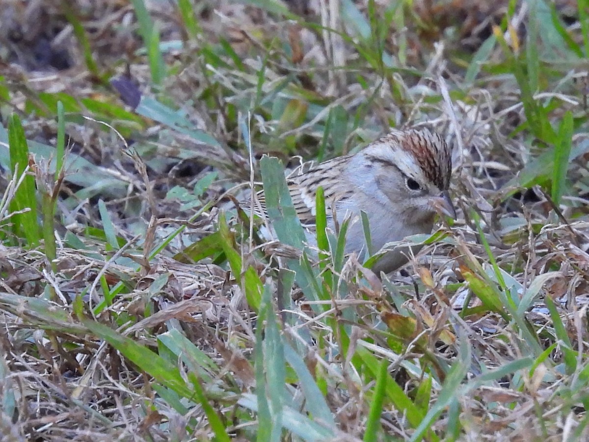 Chipping Sparrow - ML646522874
