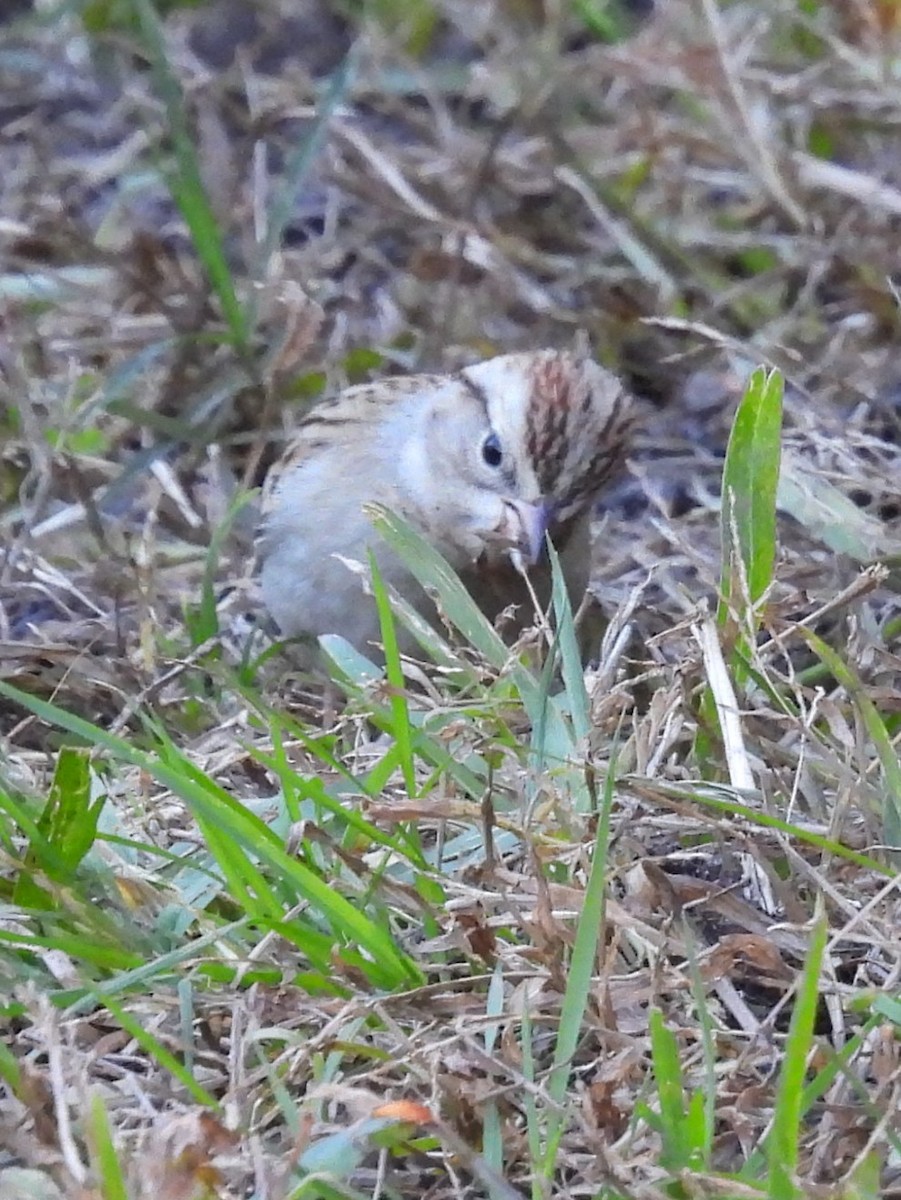 Chipping Sparrow - ML646522875