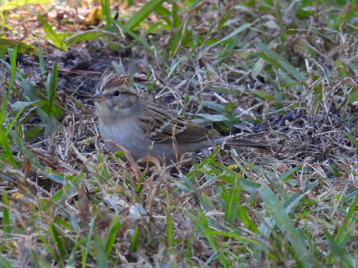 Chipping Sparrow - ML646522876