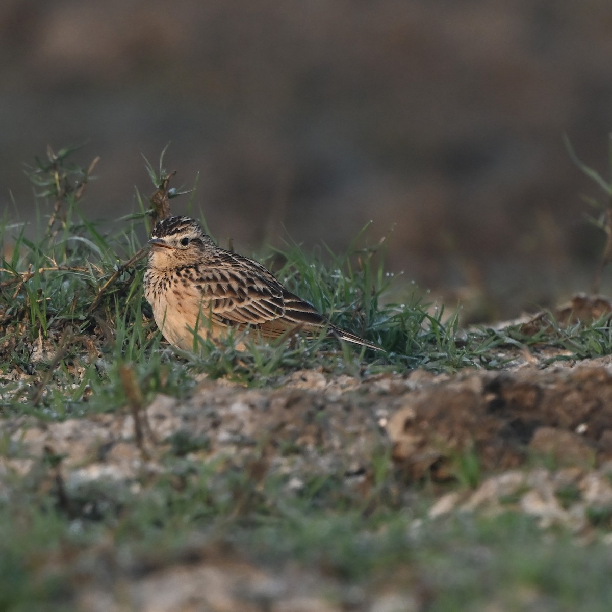 小雲雀 - ML646522877