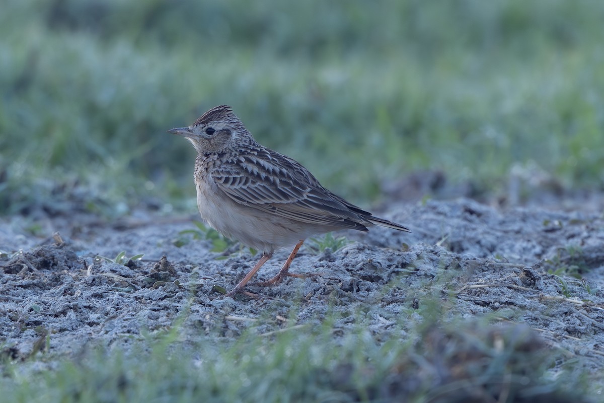 小雲雀 - ML646522878