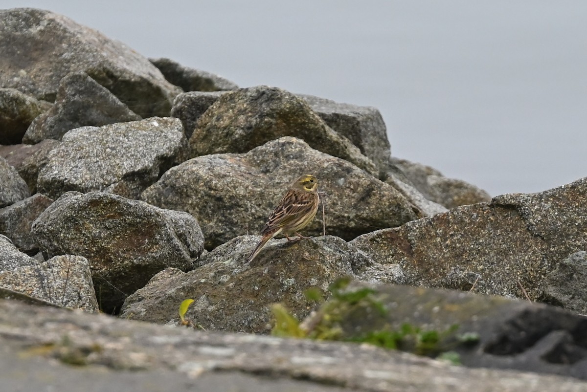 Yellowhammer - ML646522879