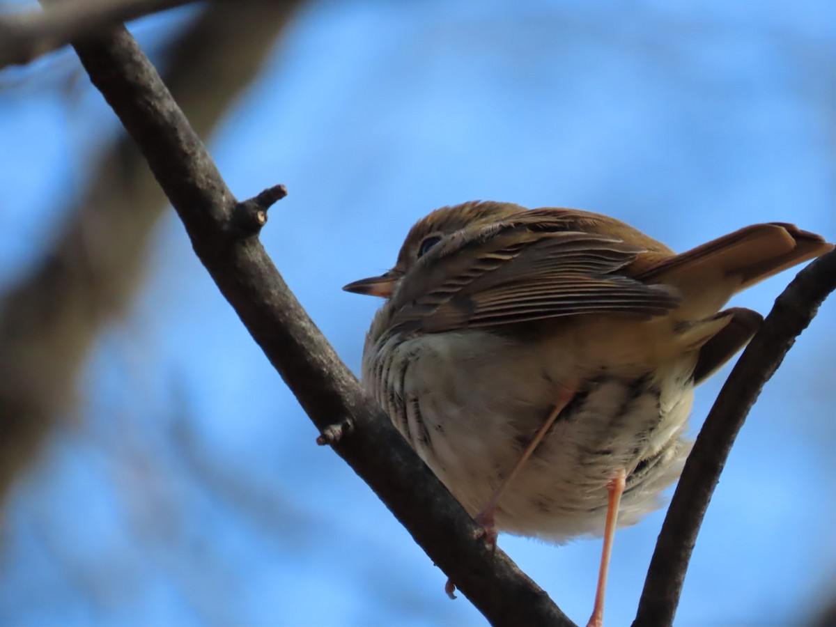 Hermit Thrush - ML646522880